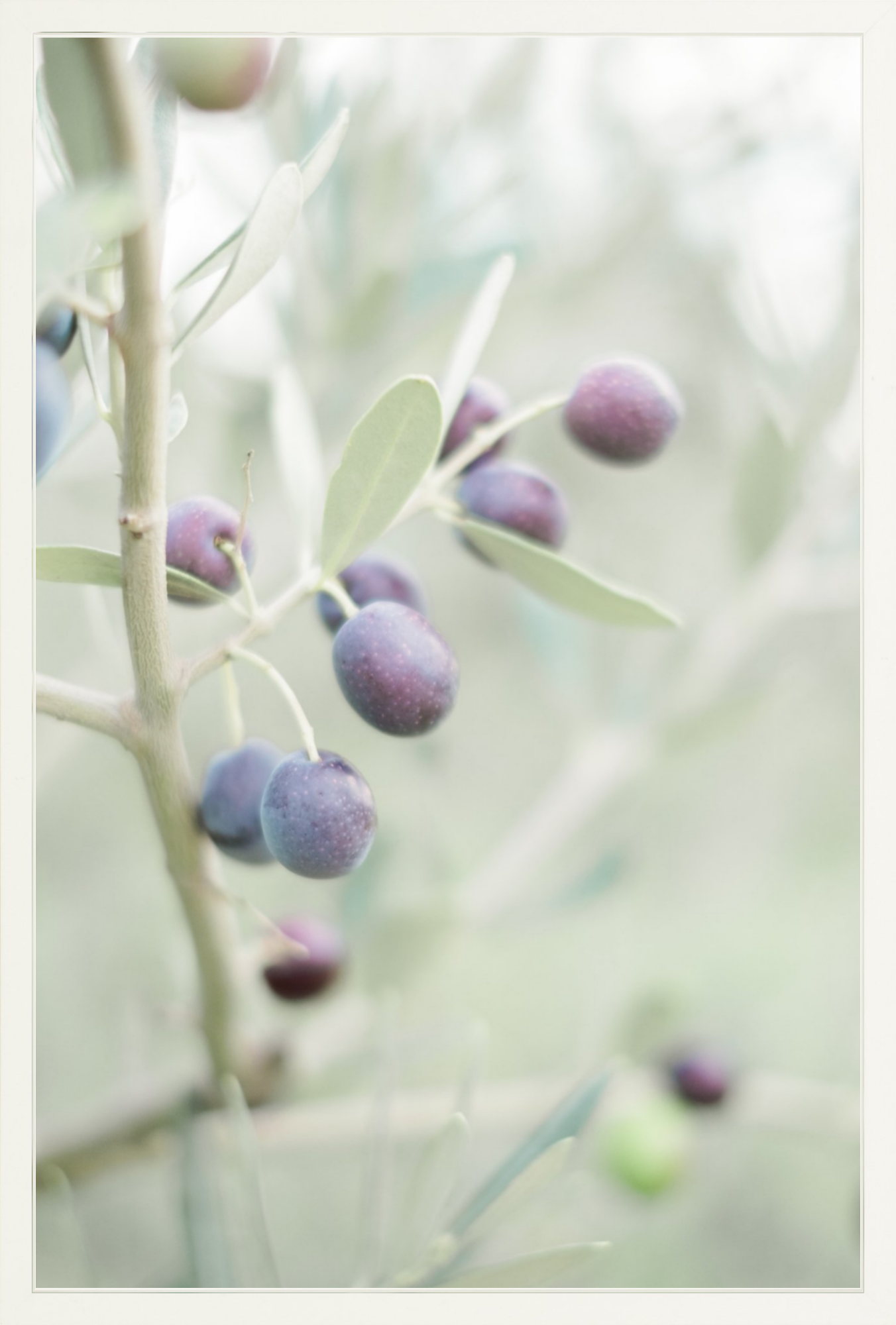 Olive You