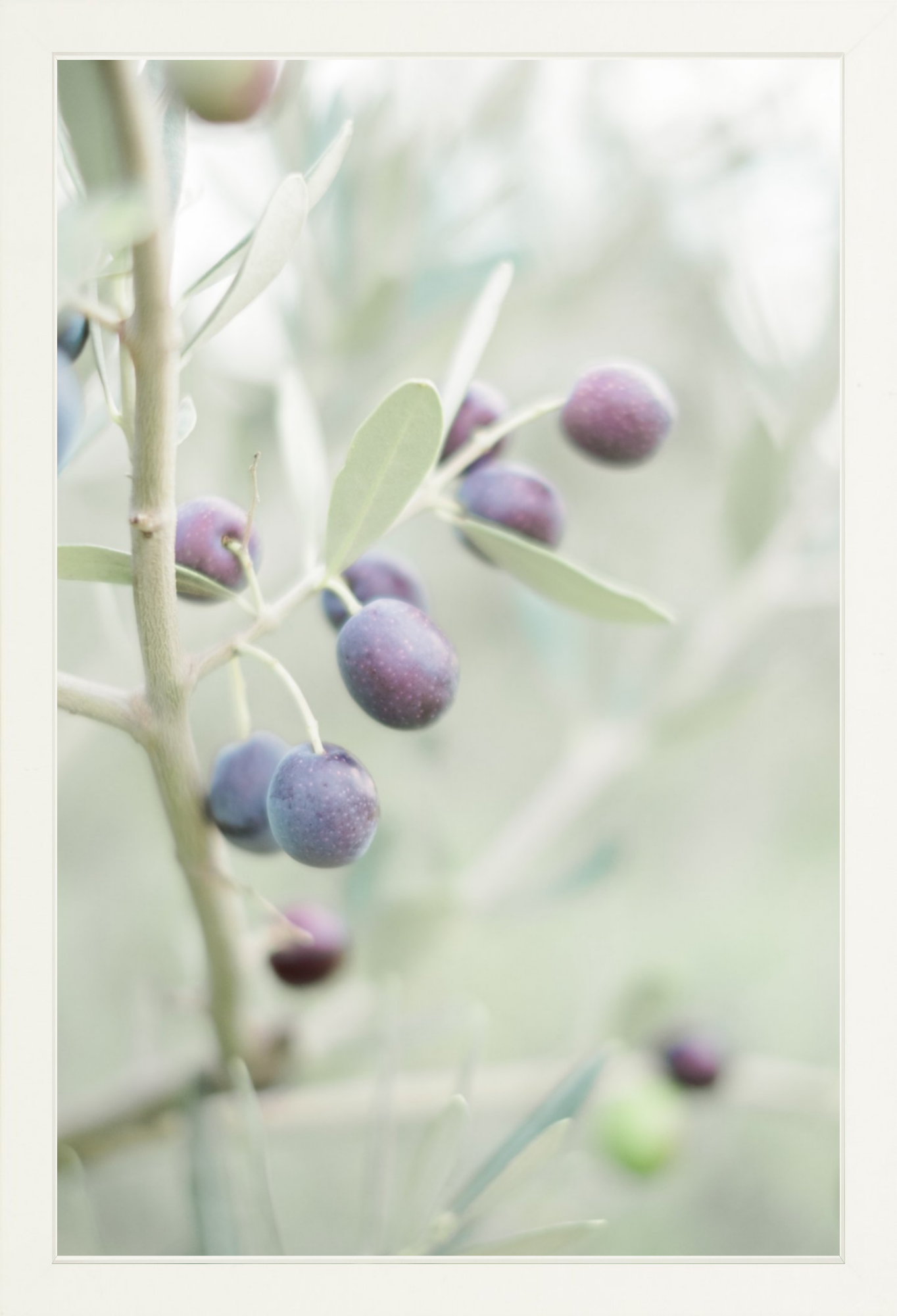 Olive You