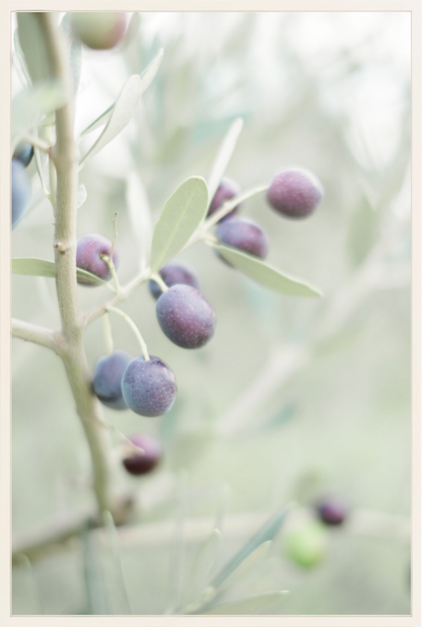 Olive You