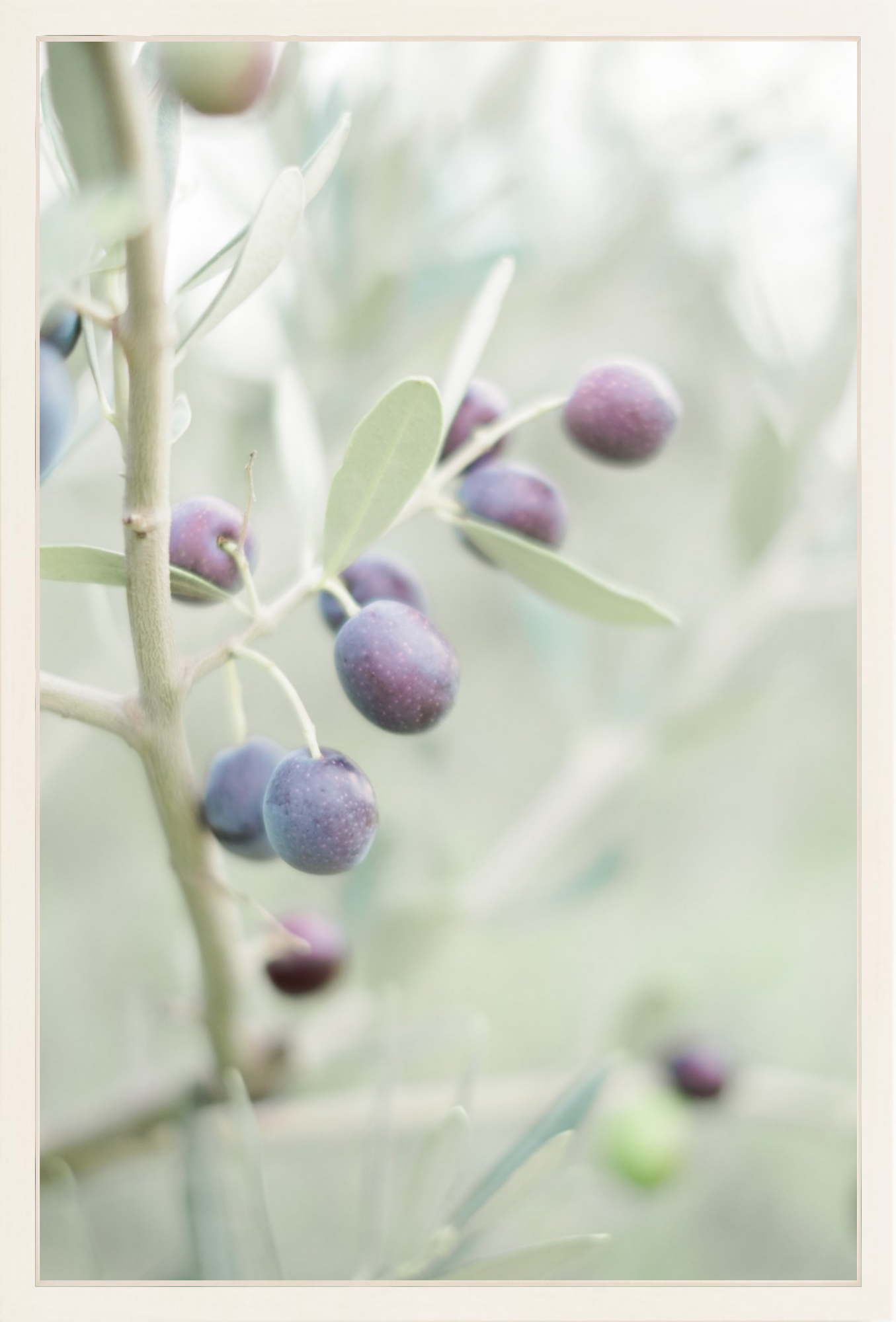 Olive You