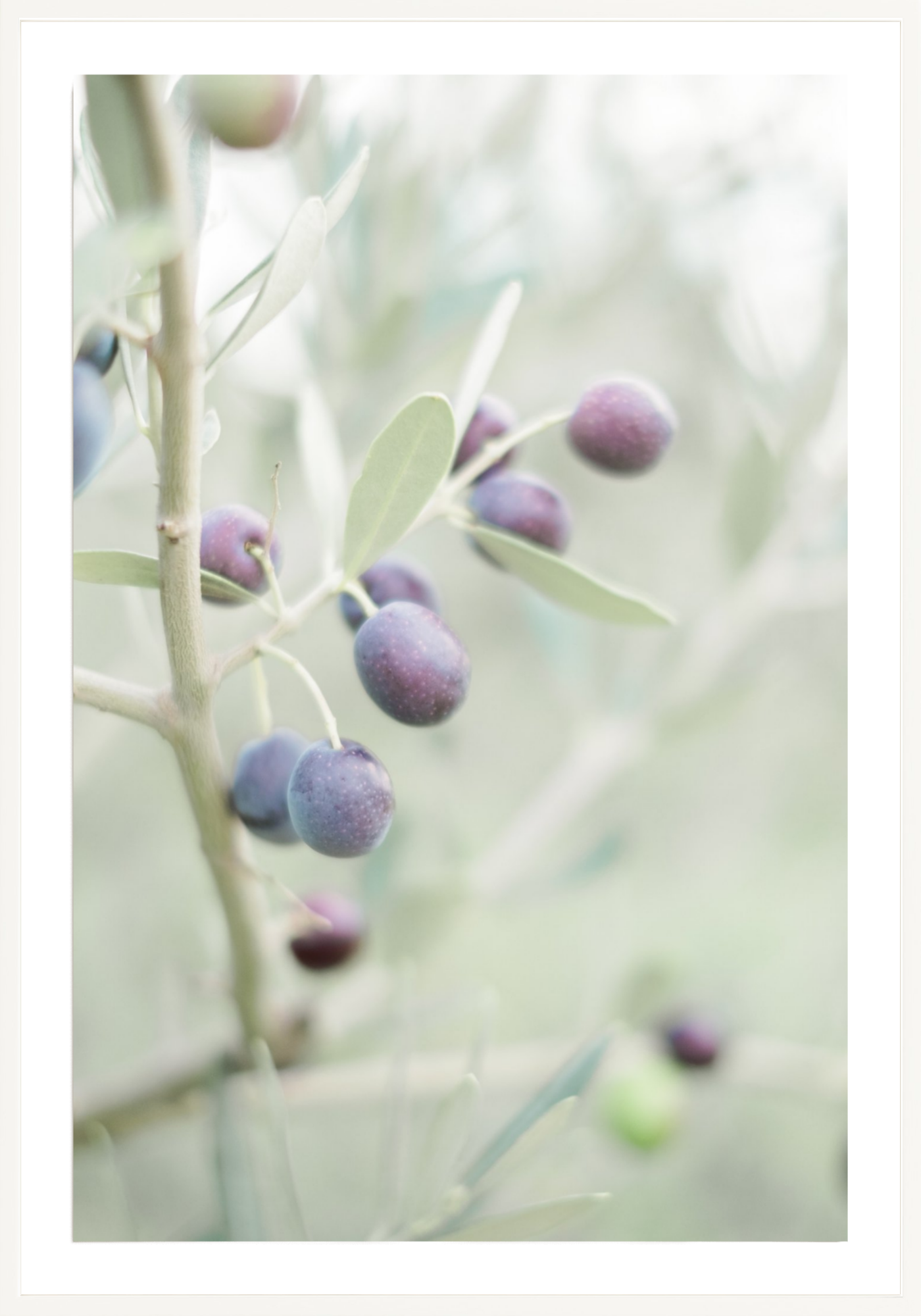 Olive You