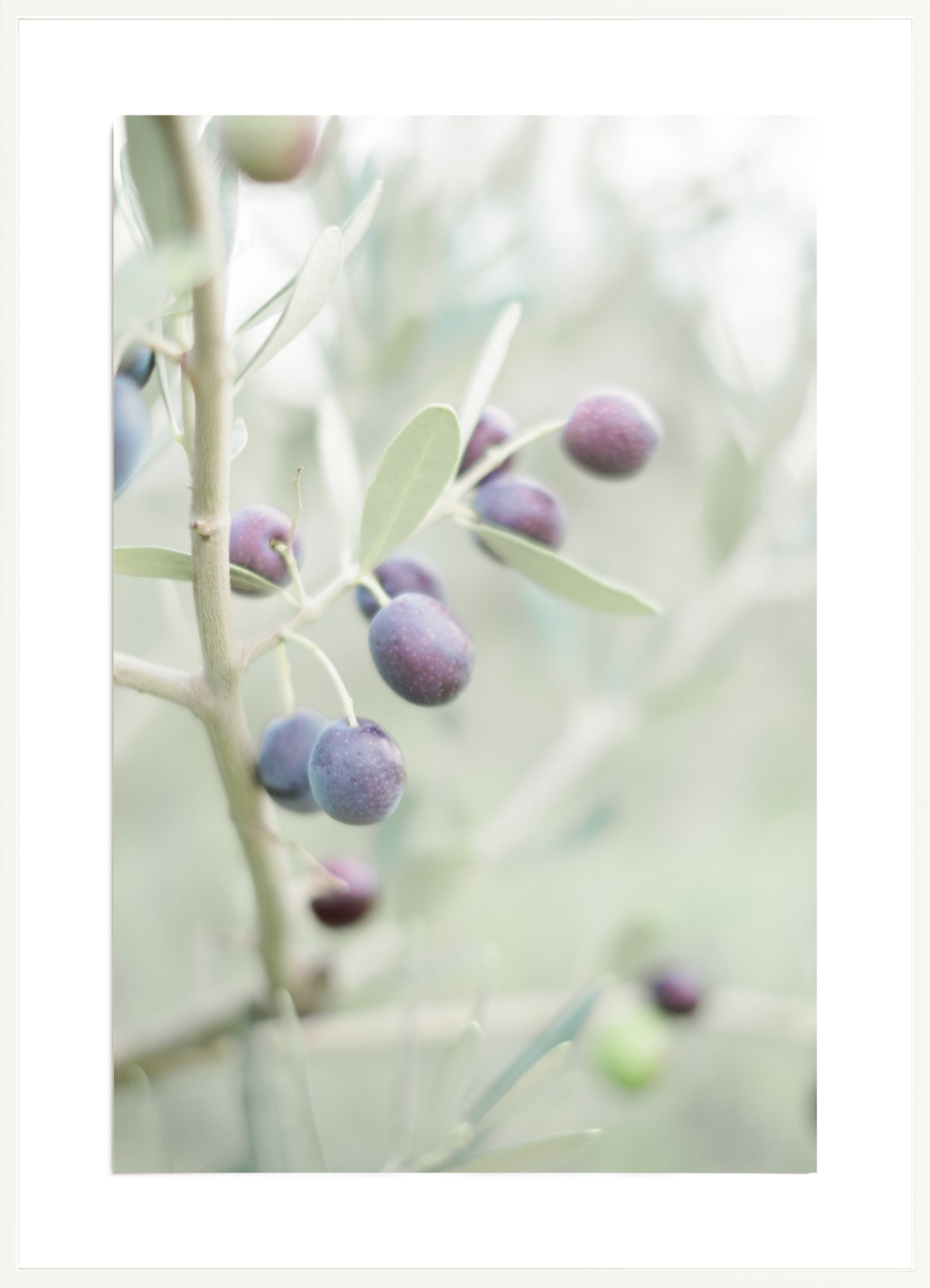 Olive You