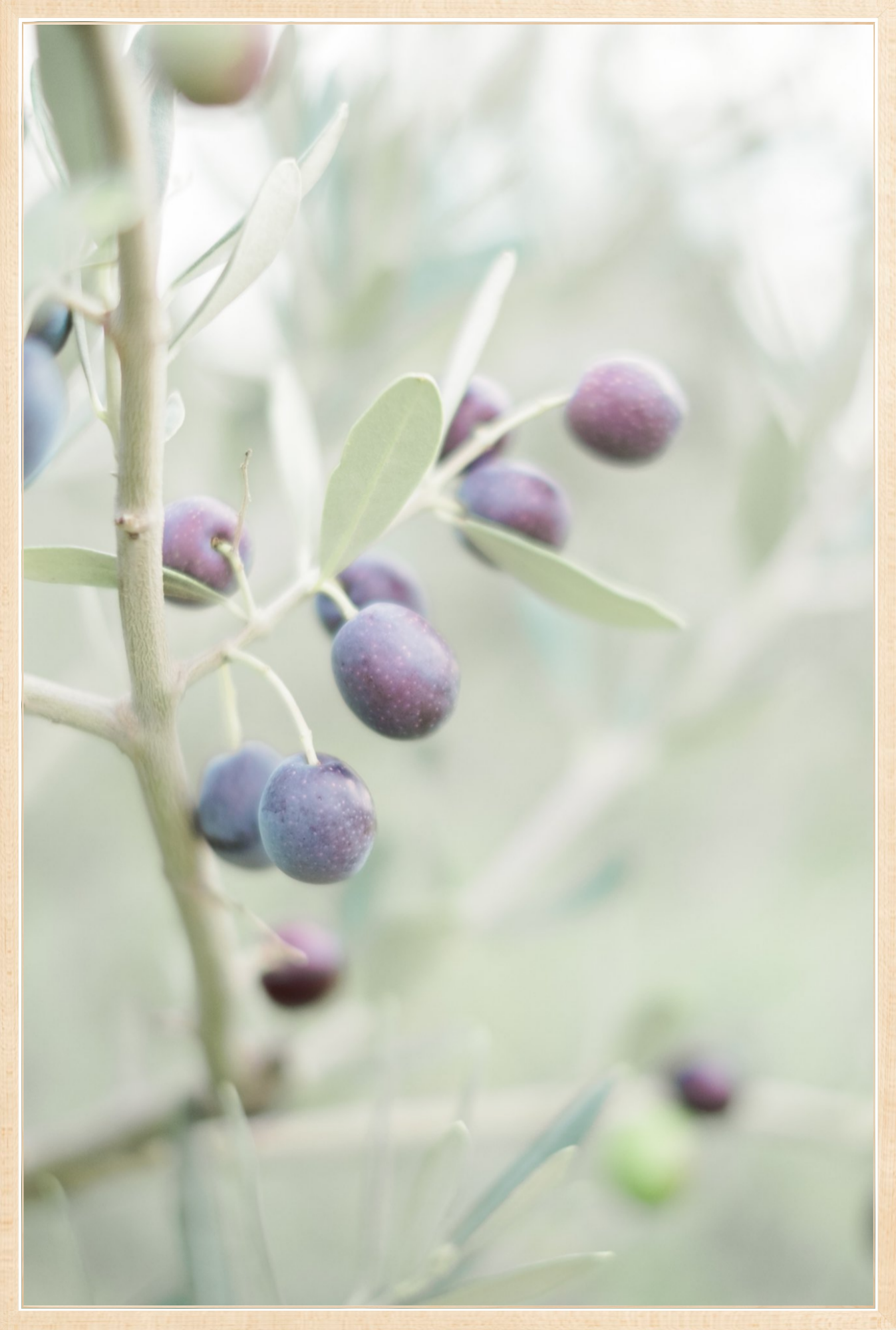 Olive You