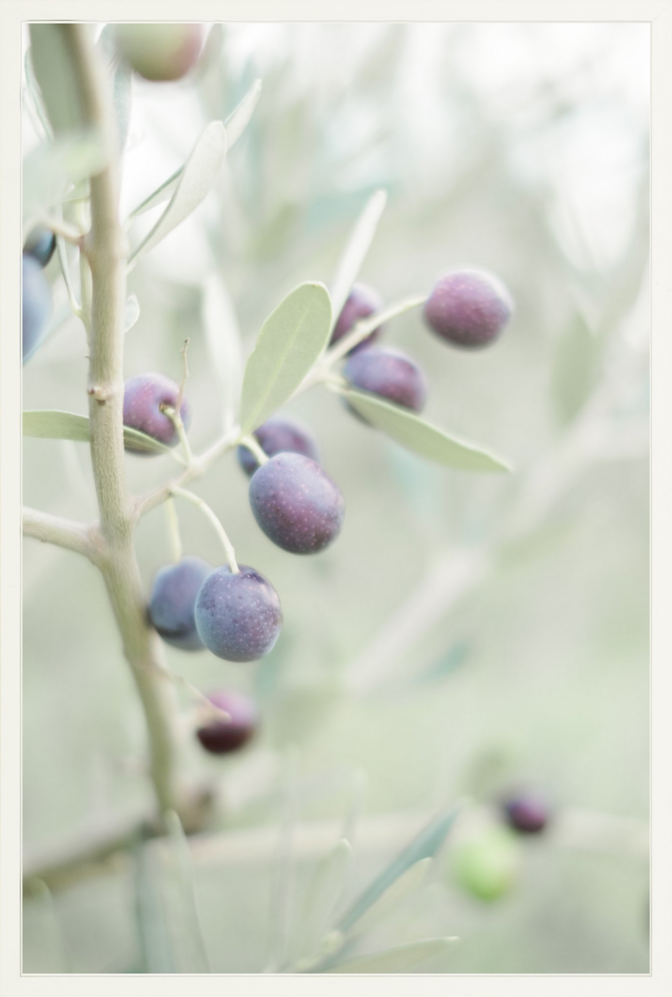 Olive You