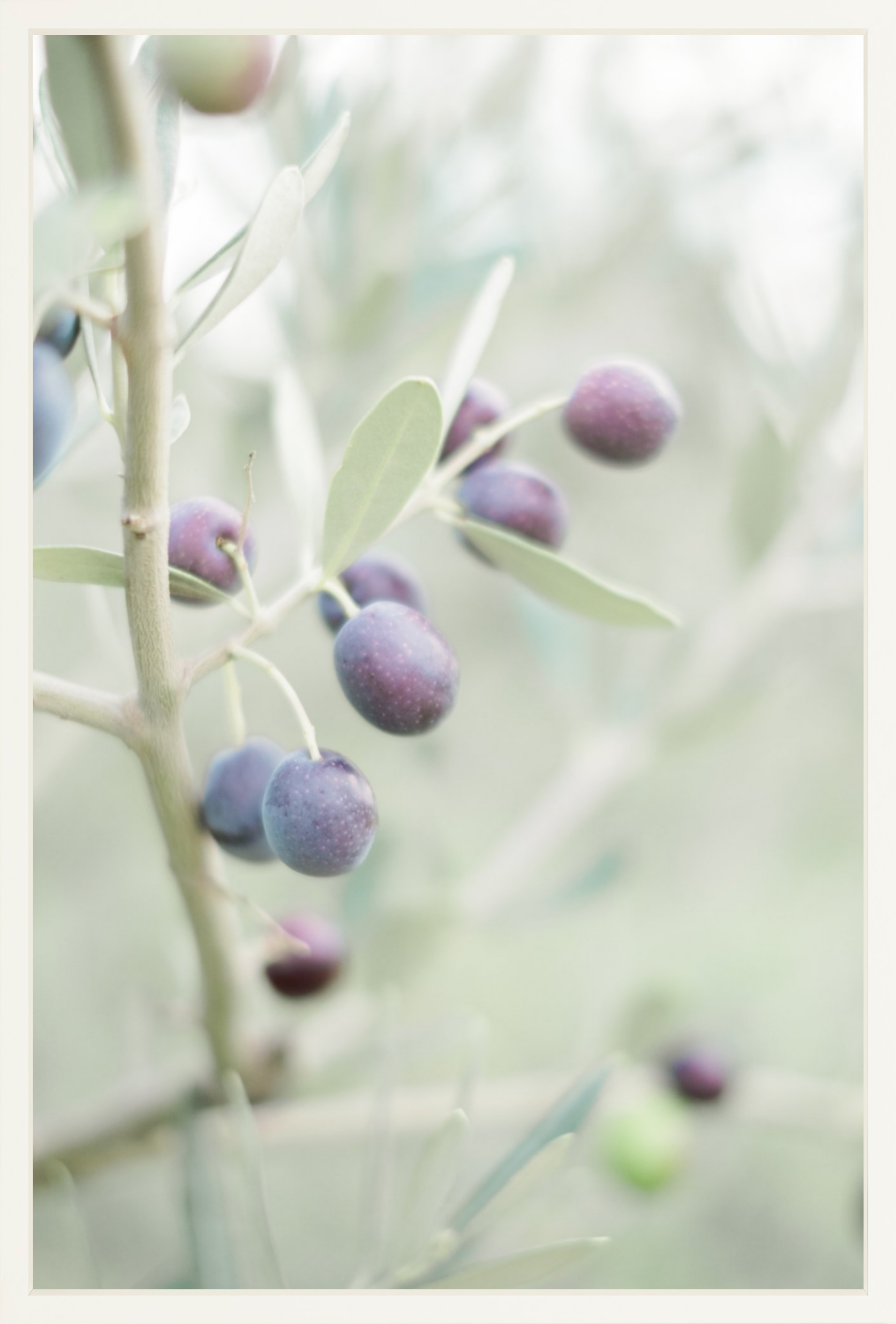 Olive You