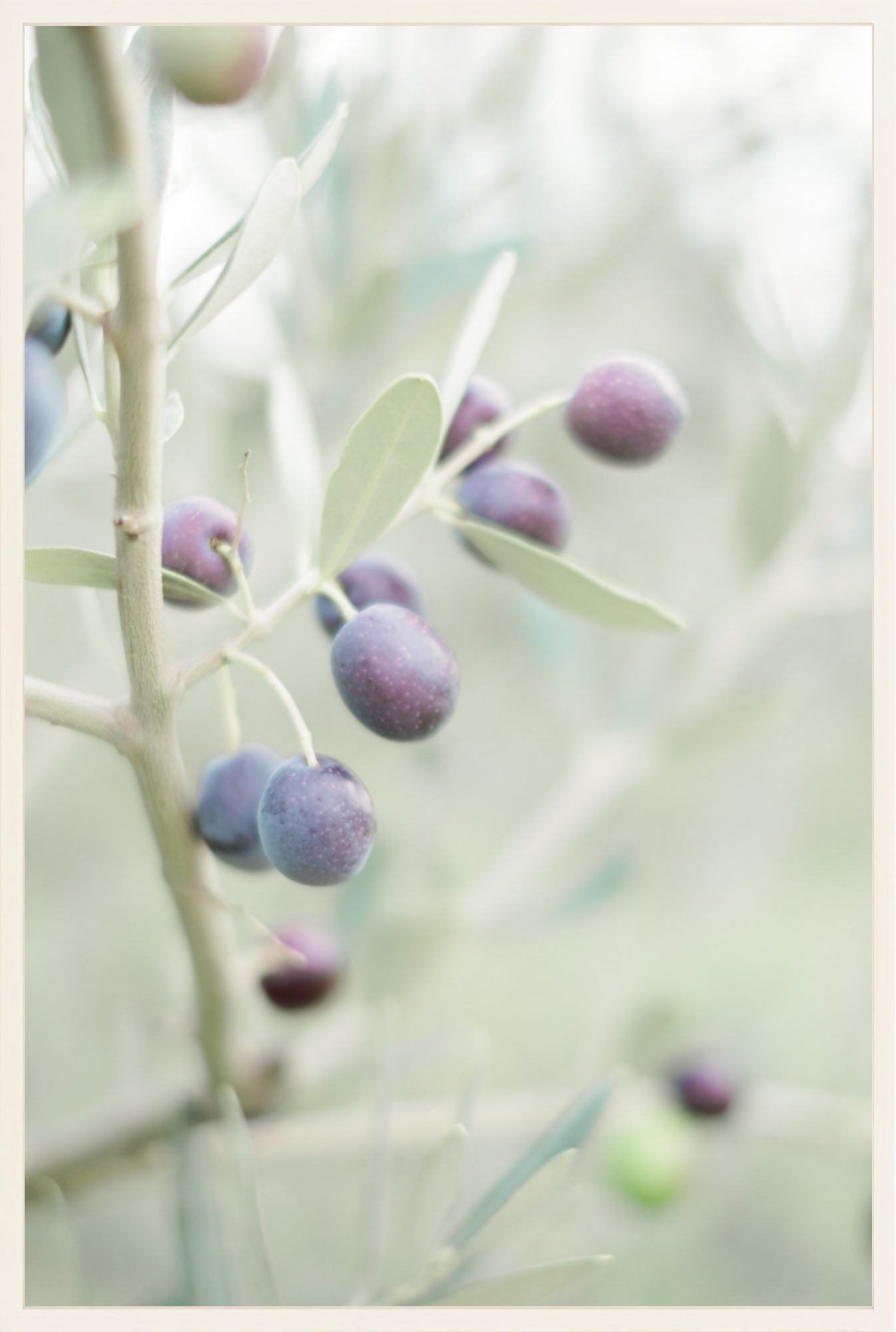 Olive You