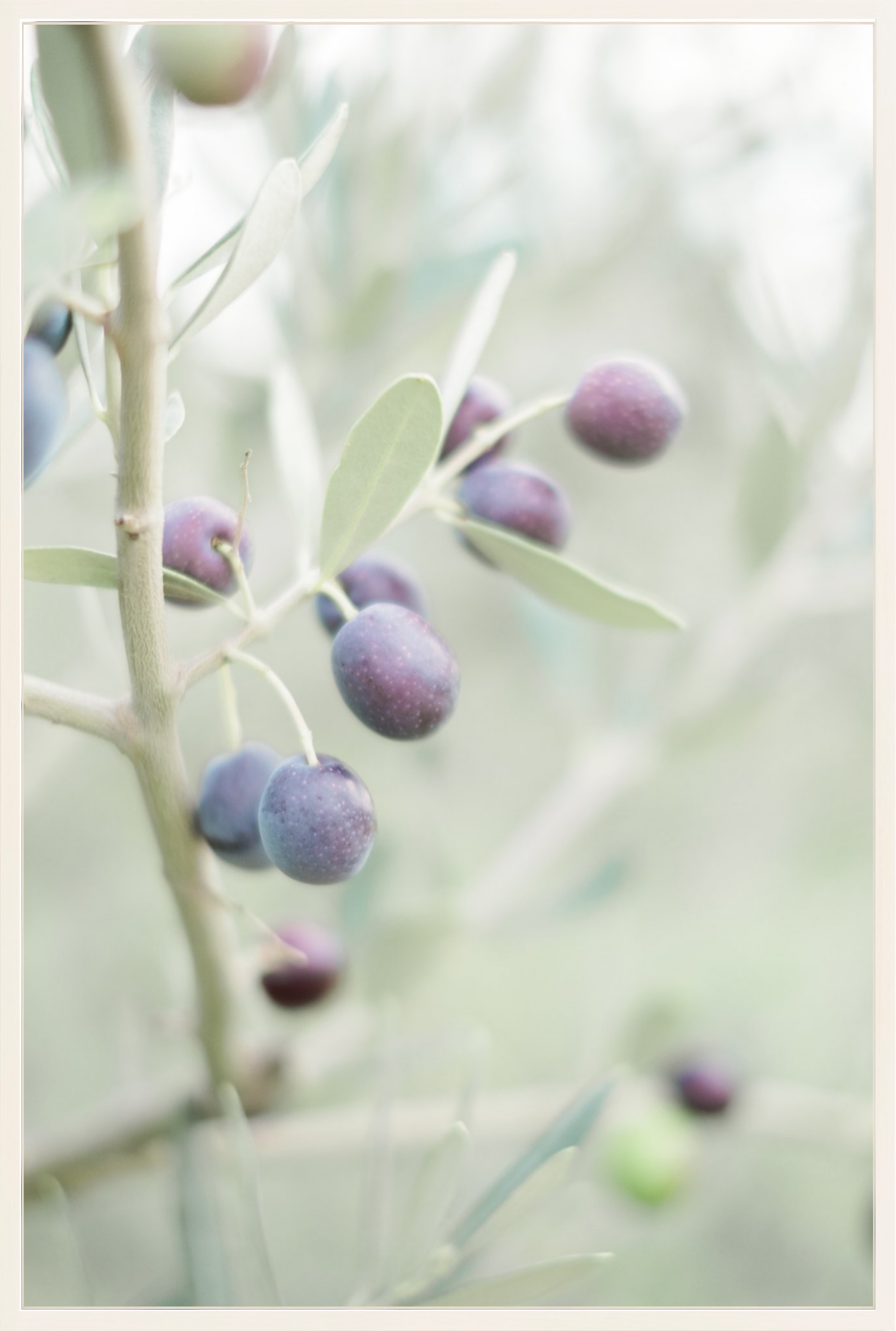 Olive You