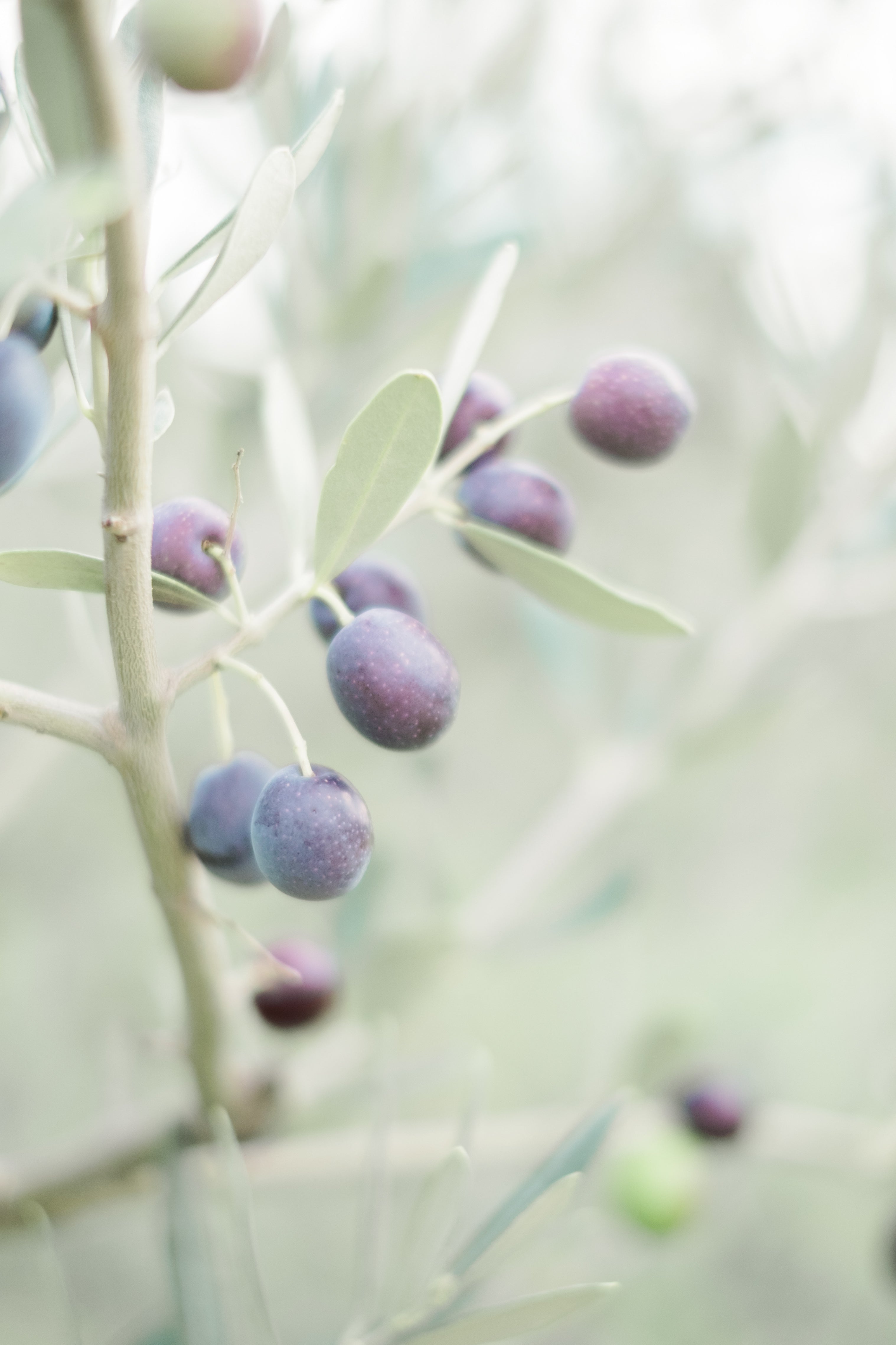 Olive You