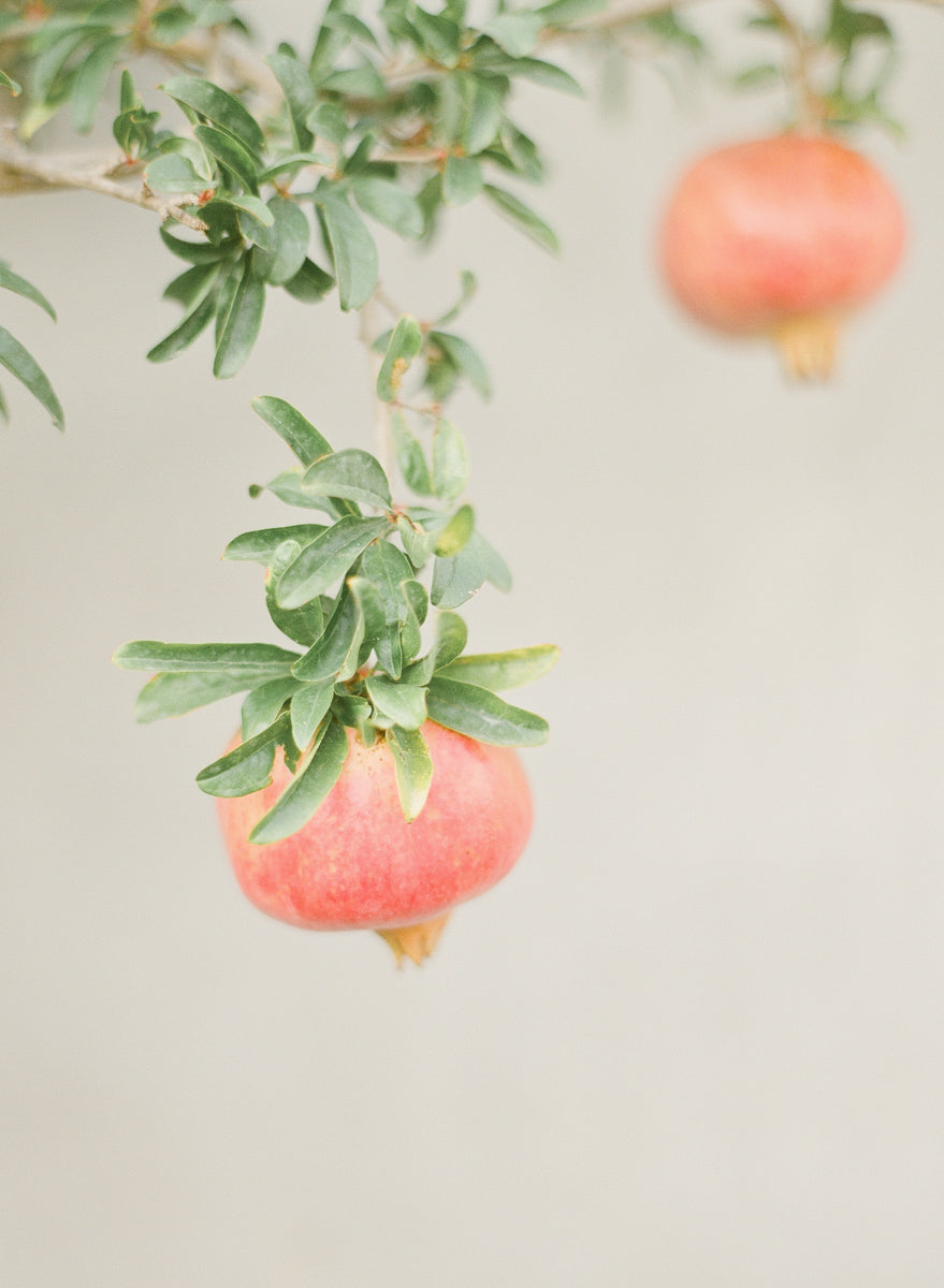 Pomegranate